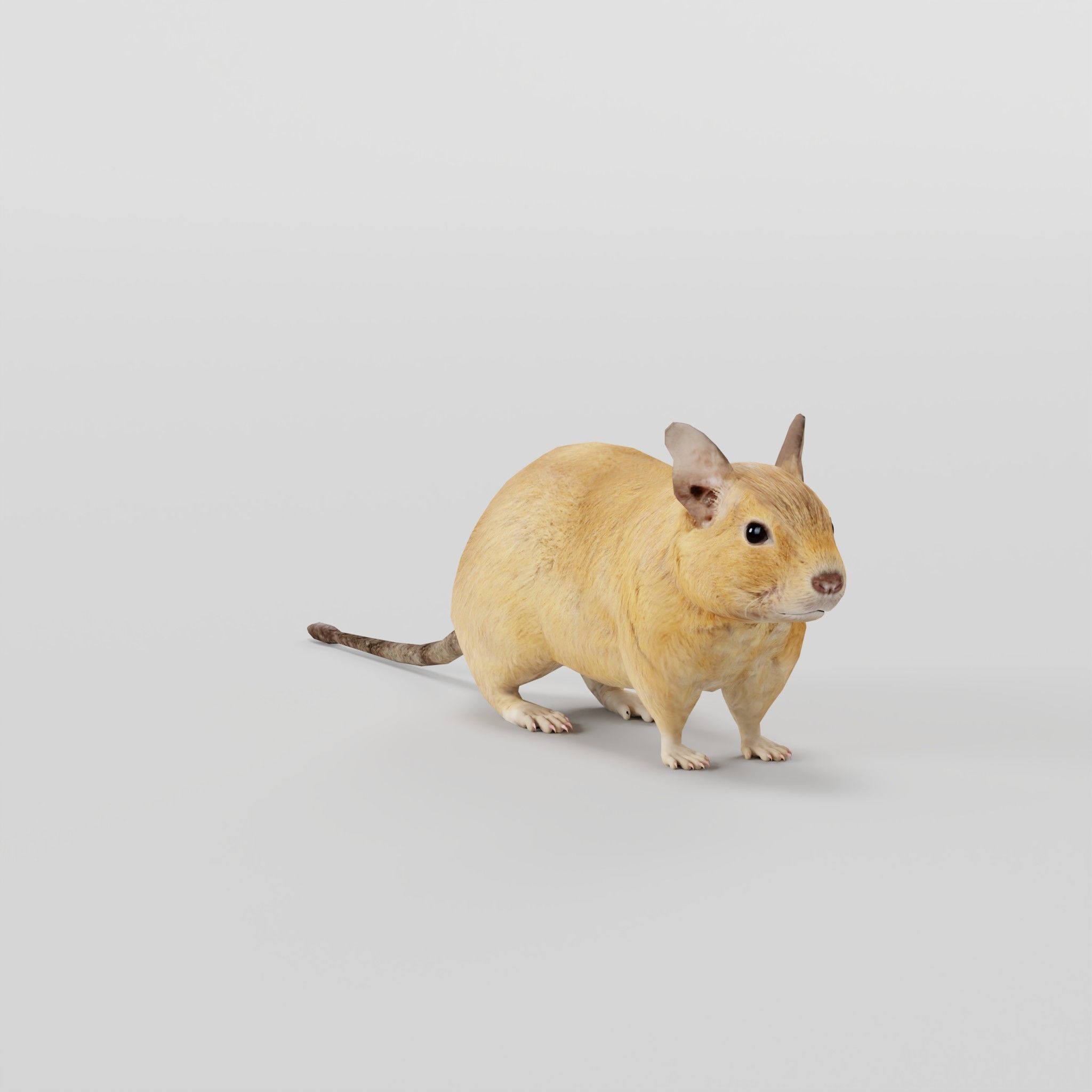 Common Degu Rat Rodents Low-poly 3D model_27