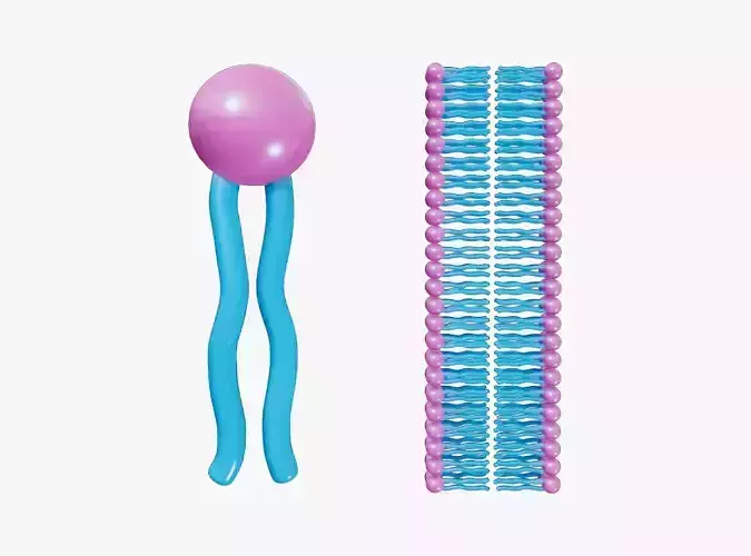 Phospholipid Structure 3D model