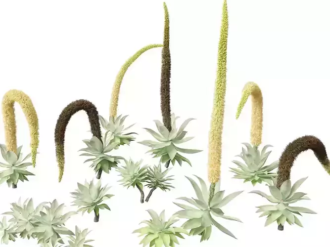 Agave attenuata - Fox Tail Agave 3D model
