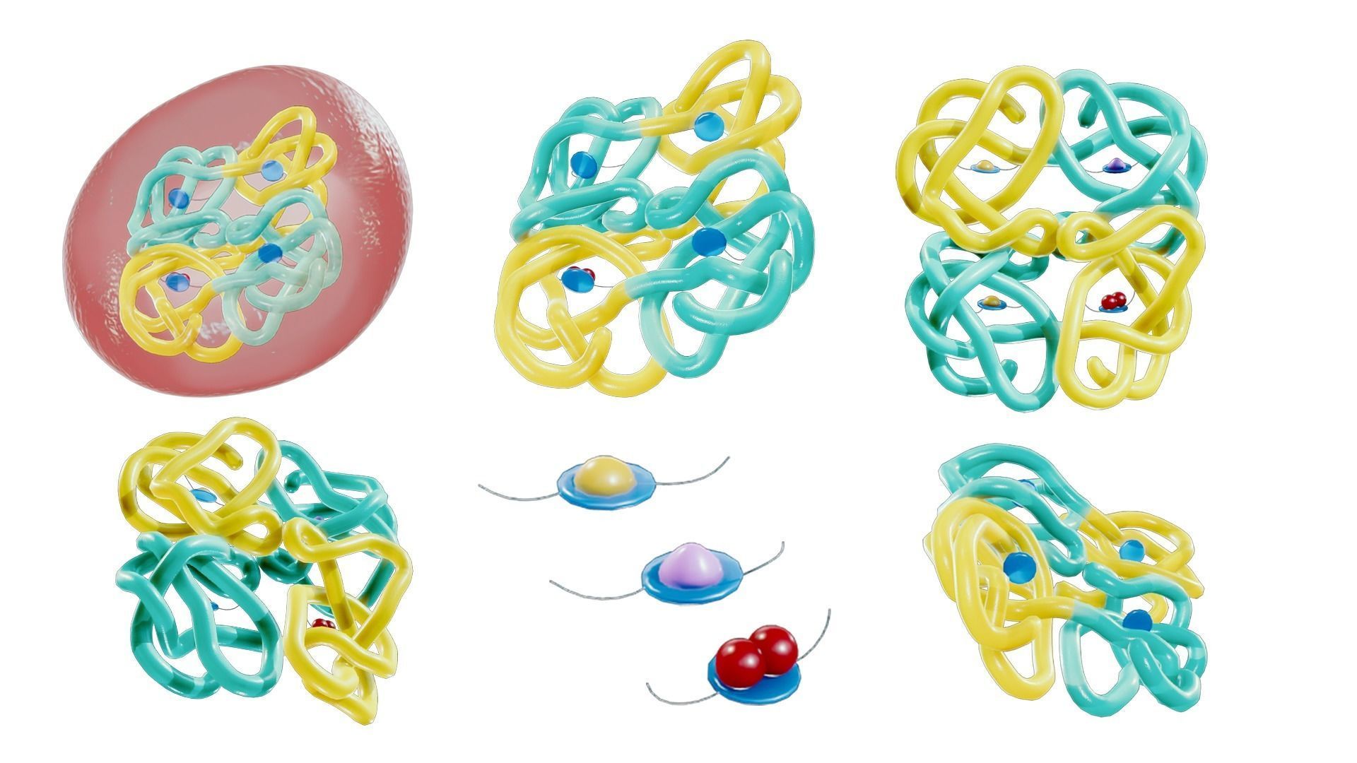 The Structure of Hemoglobin 3D model_2