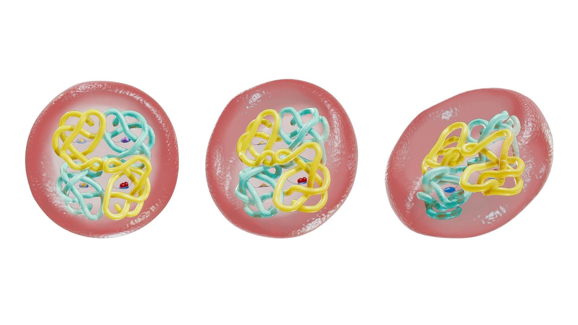 The Structure of Hemoglobin 3D model_1