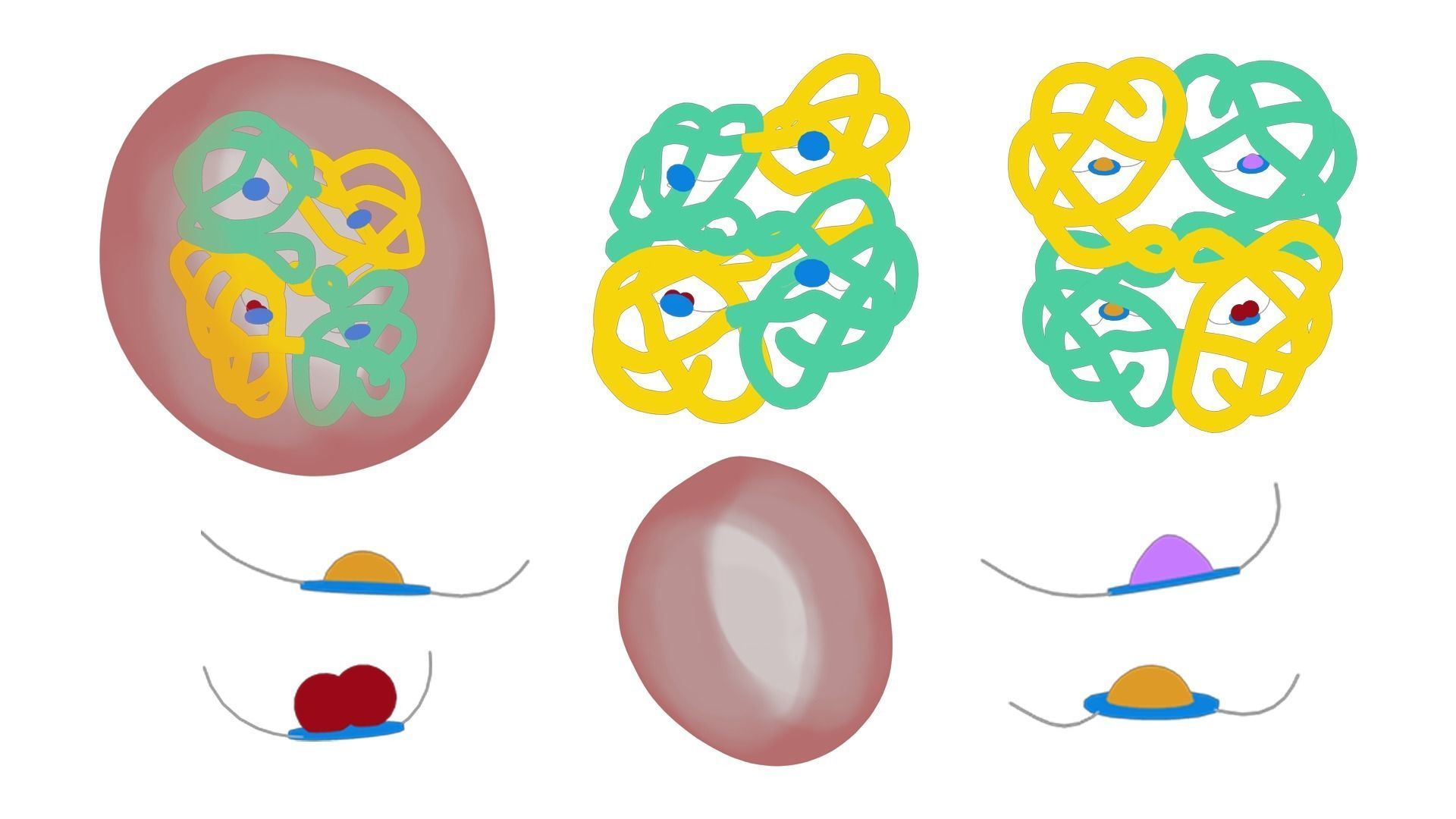 The Structure of Hemoglobin 3D model_3