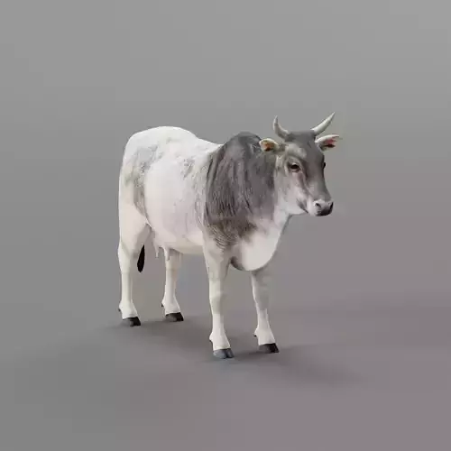 Asian Zebu Cattle Animal Low-poly 3D model