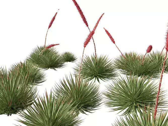 Agave stricta - Hedgehog agave 3D model