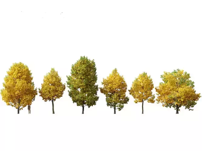 Liriodendron tulipifera - tulip tree 02 3D model