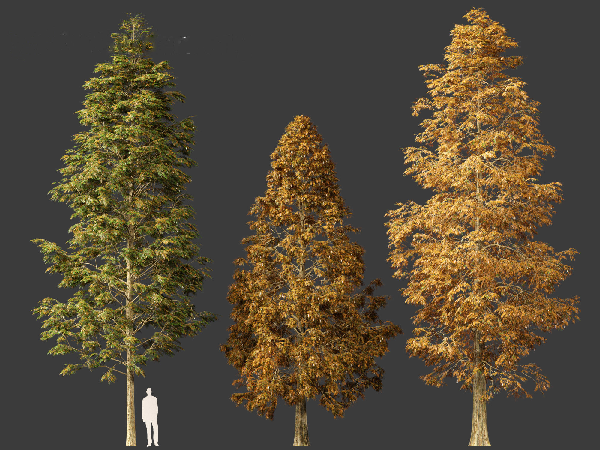 Metasequoia glyptostroboides - Dawn redwood 01 3D model_3