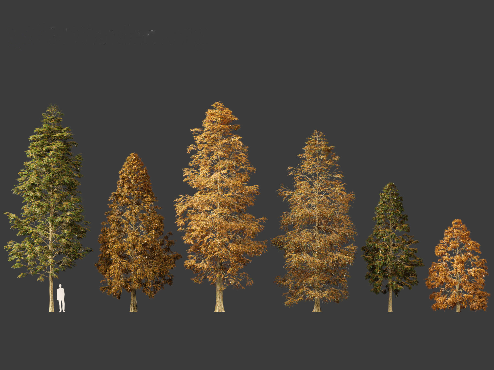 Metasequoia glyptostroboides - Dawn redwood 01 3D model_1