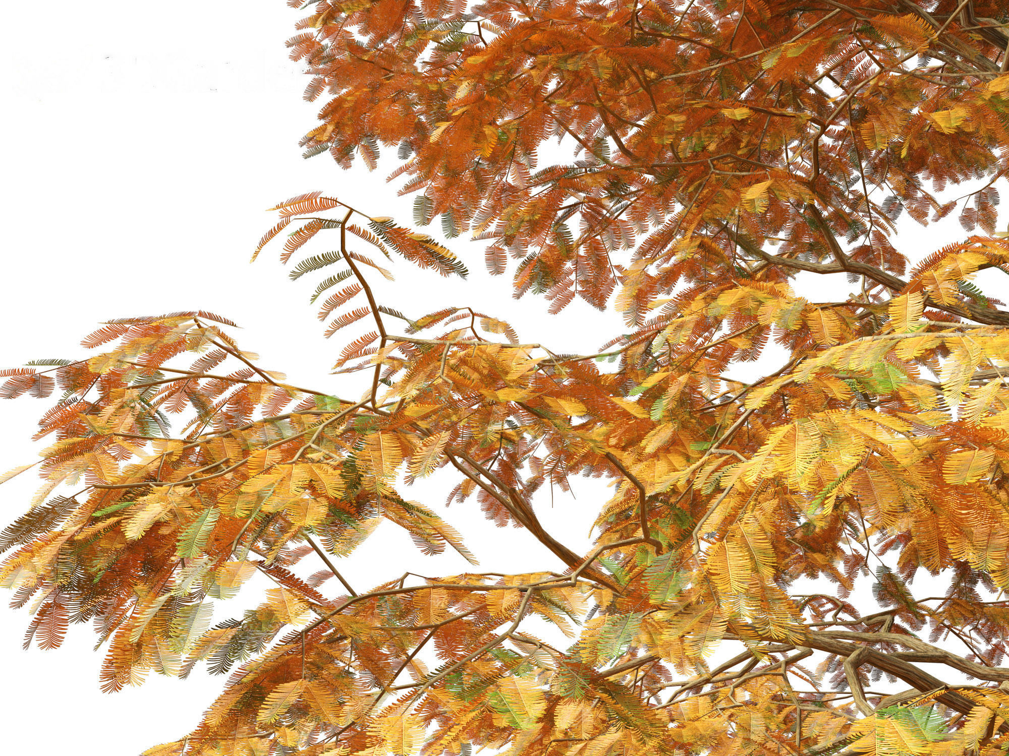 Metasequoia glyptostroboides - Dawn redwood 01 3D model_6