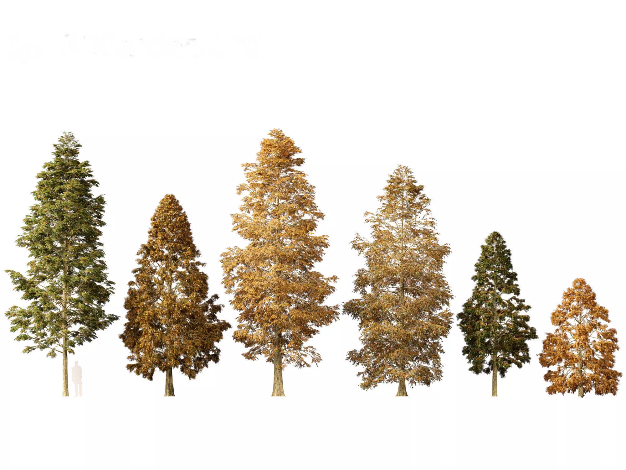 Metasequoia glyptostroboides - Dawn redwood 01 3D model_0