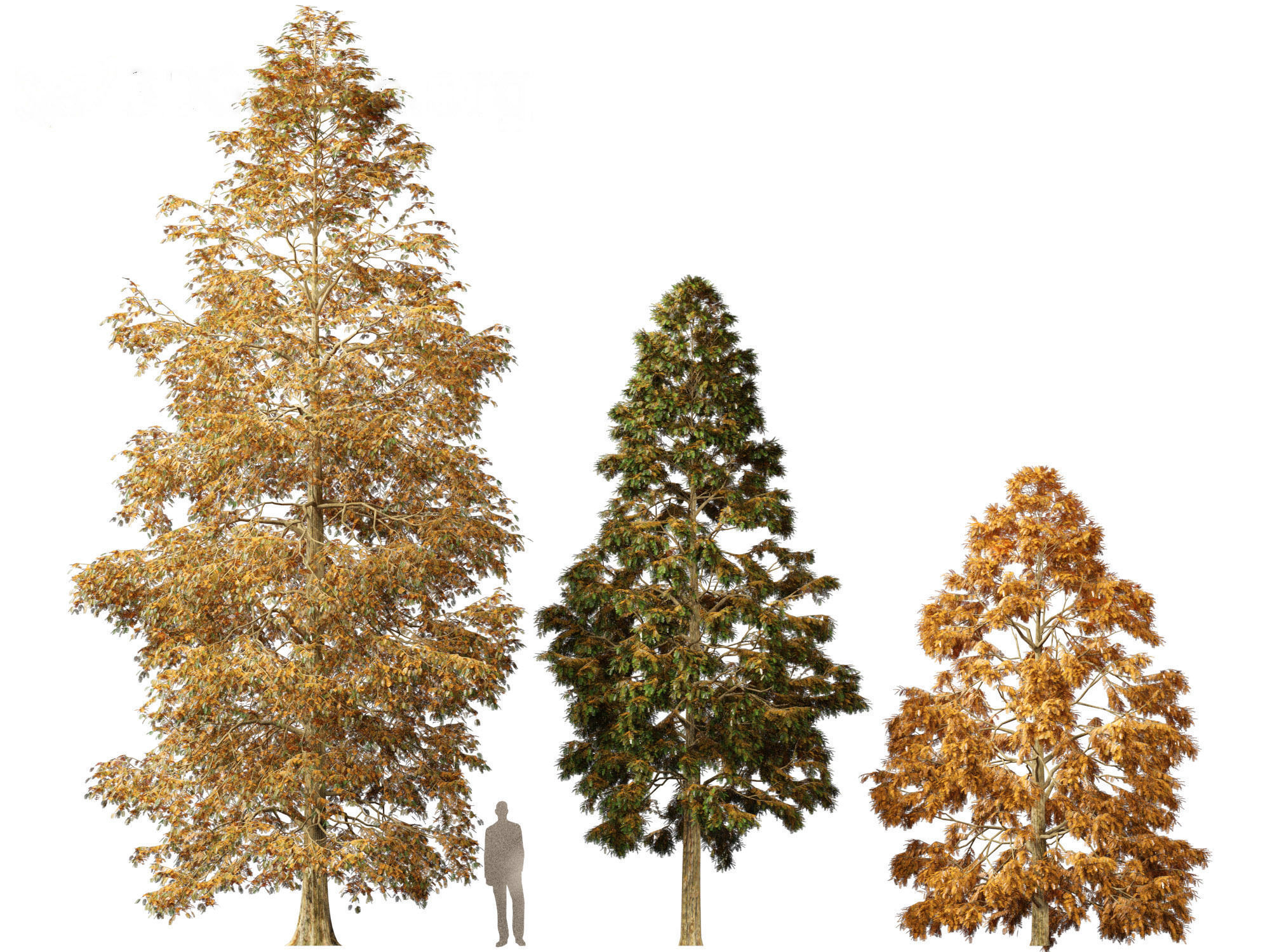 Metasequoia glyptostroboides - Dawn redwood 01 3D model_4