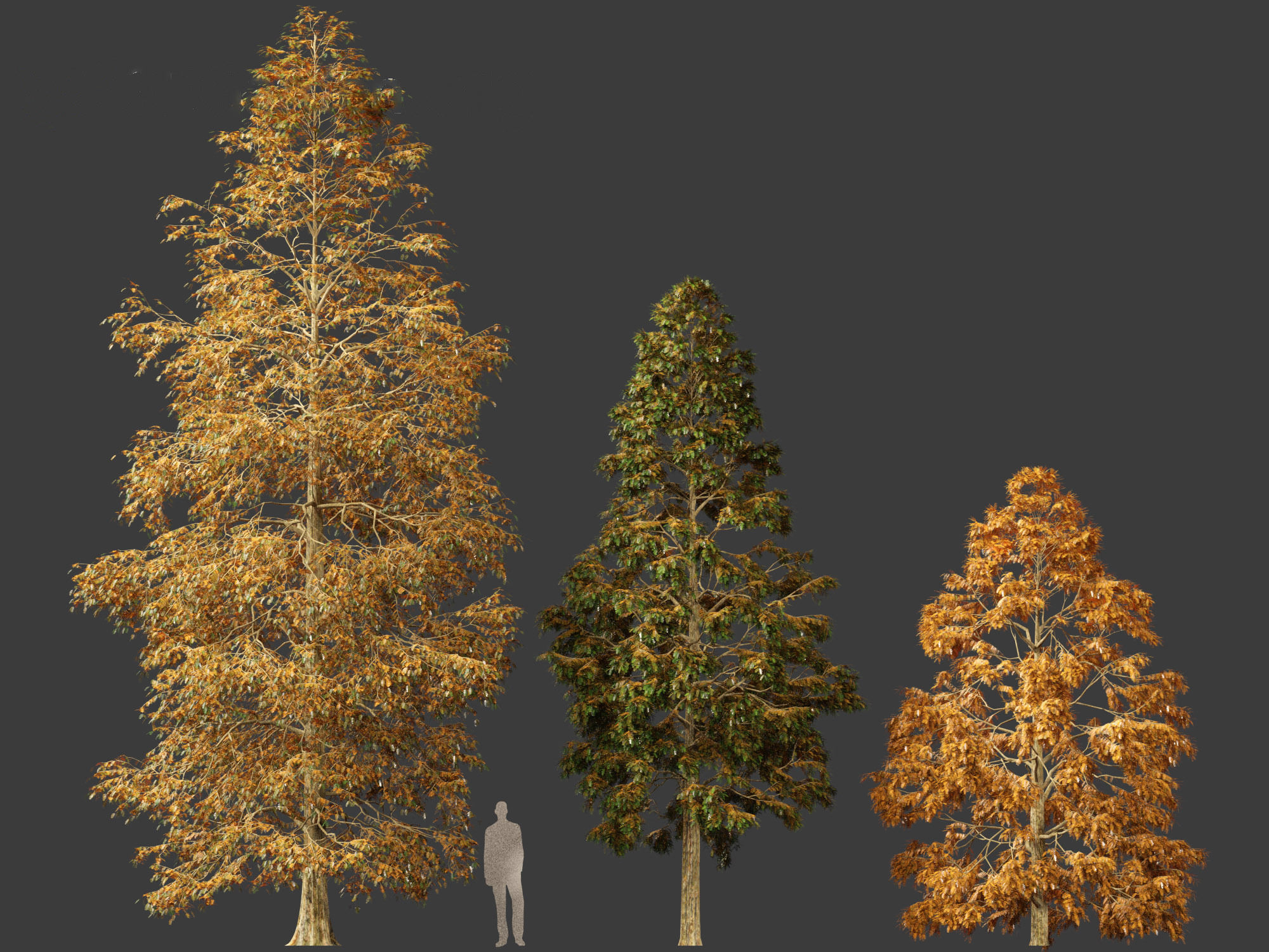 Metasequoia glyptostroboides - Dawn redwood 01 3D model_5