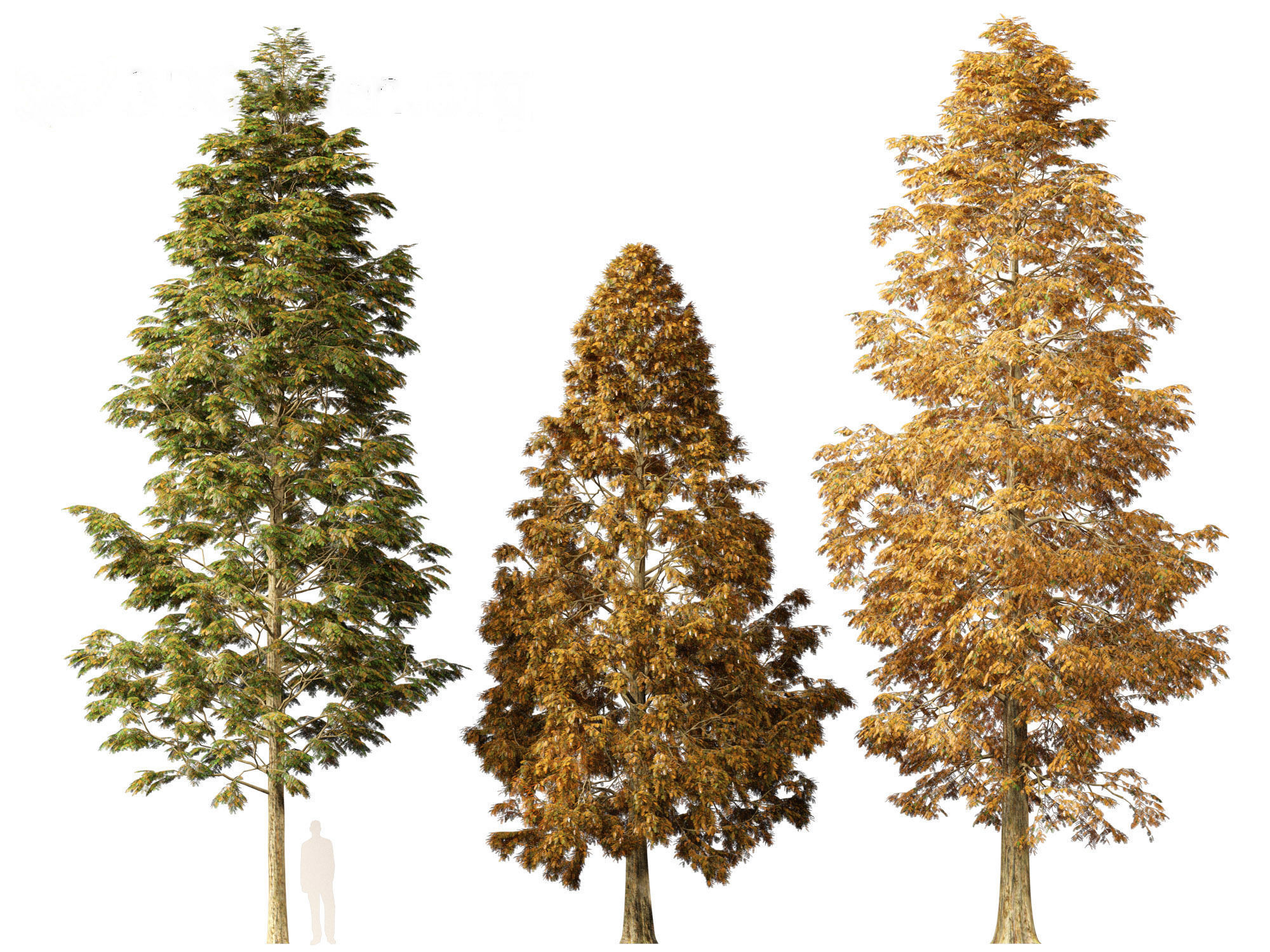 Metasequoia glyptostroboides - Dawn redwood 01 3D model_2
