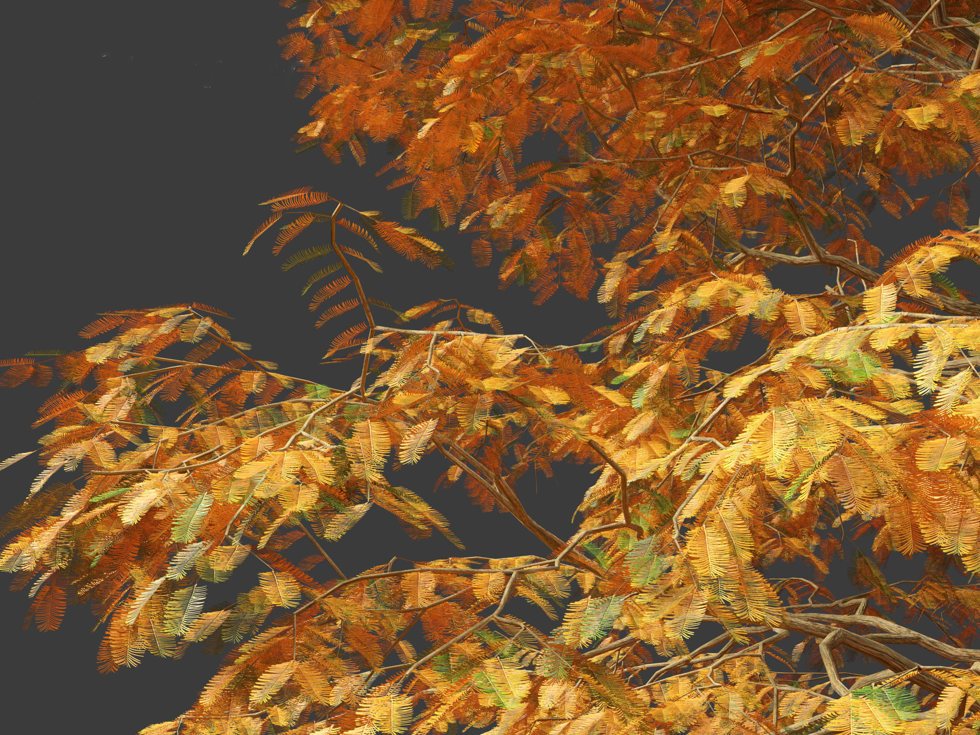 Metasequoia glyptostroboides - Dawn redwood 01 3D model_7