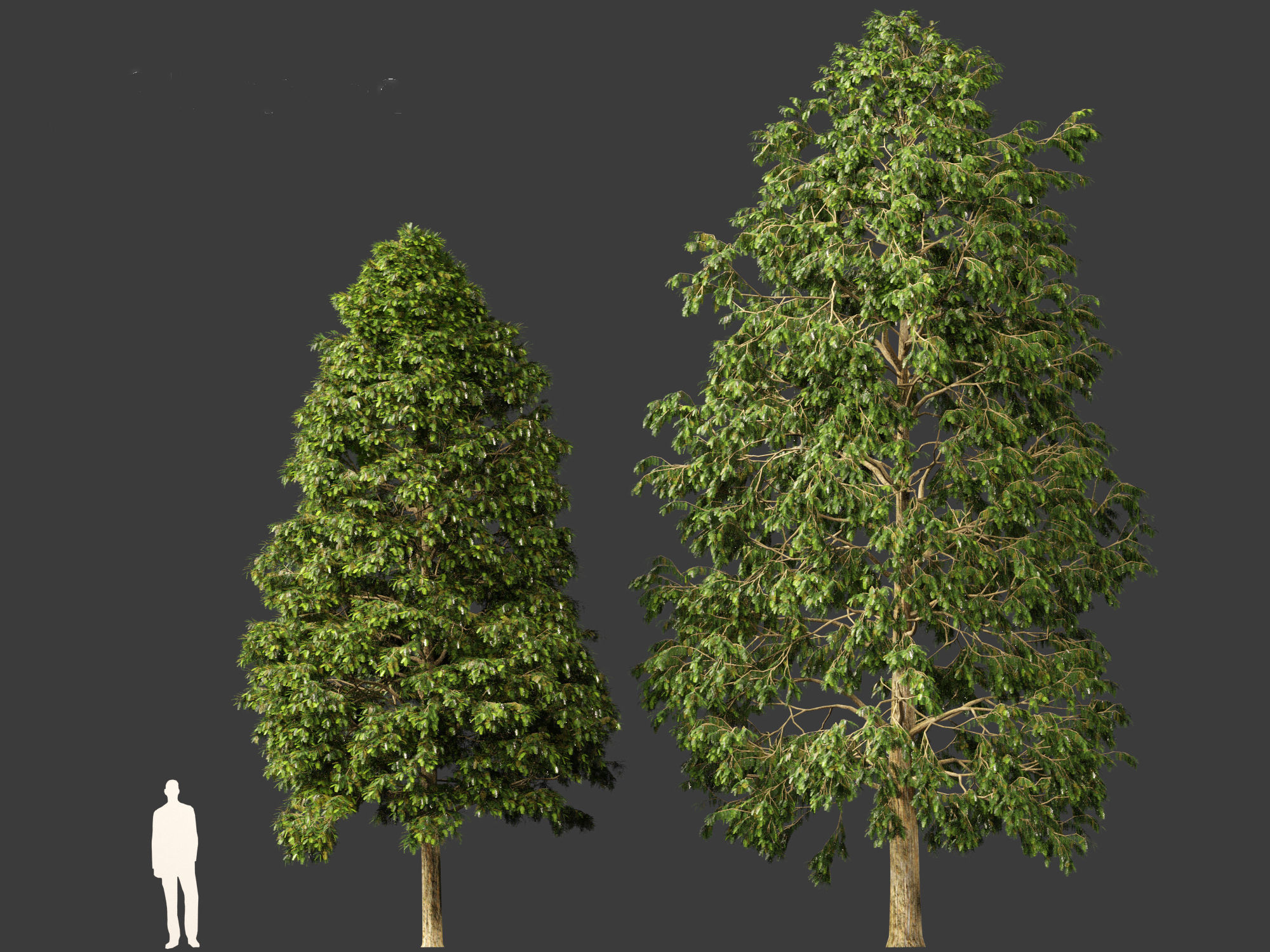 Metasequoia glyptostroboides - Dawn redwood 02 3D model_3
