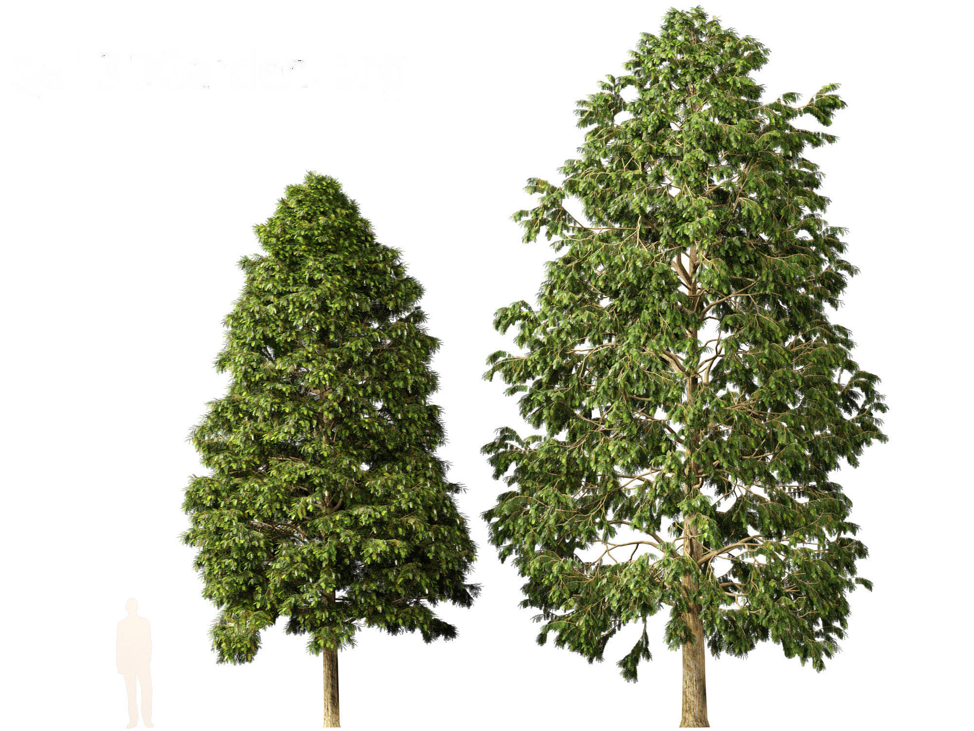 Metasequoia glyptostroboides - Dawn redwood 02 3D model_4