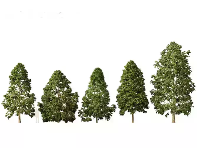Metasequoia glyptostroboides - Dawn redwood 02 3D model