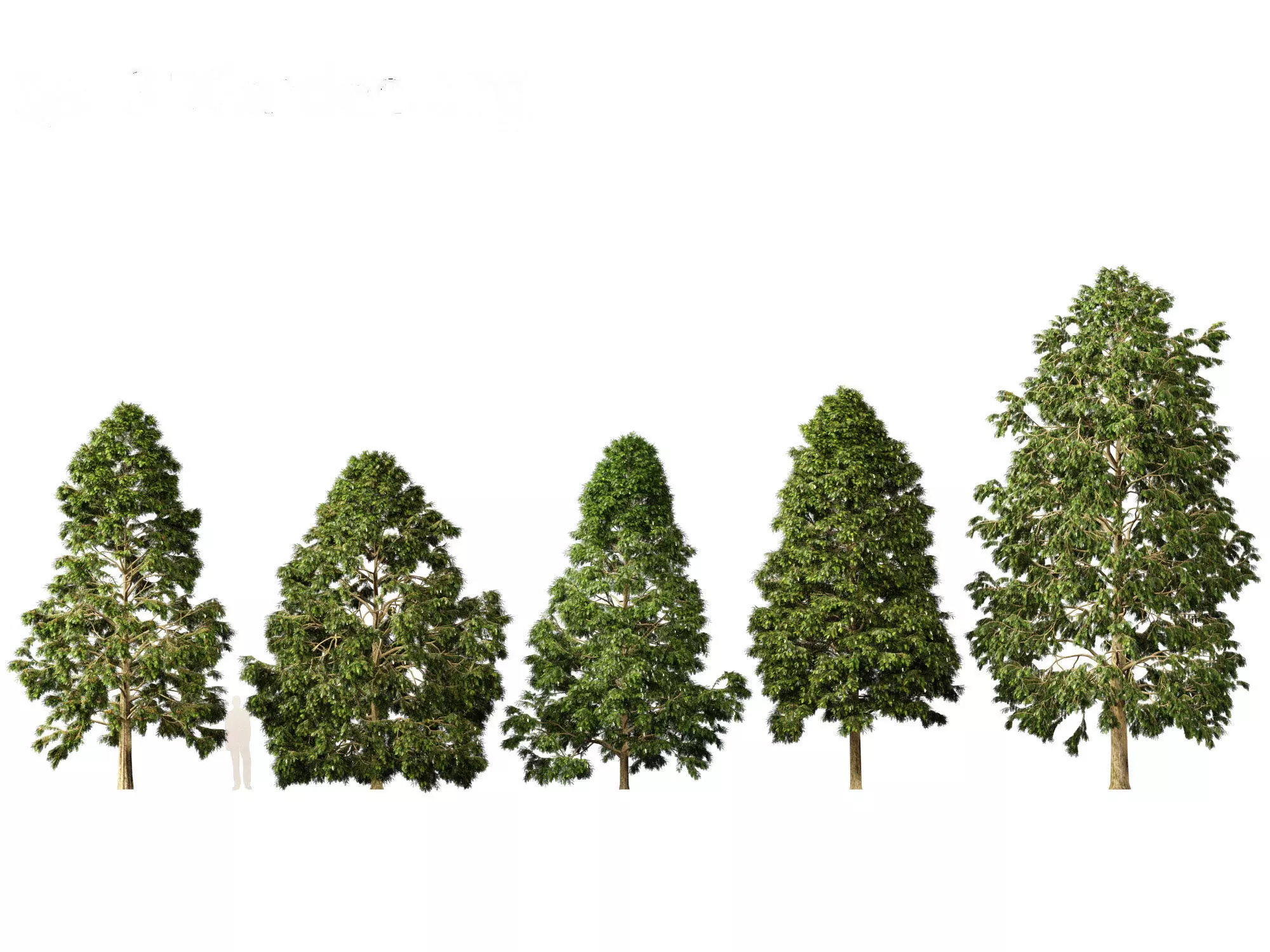 Metasequoia glyptostroboides - Dawn redwood 02 3D model_0