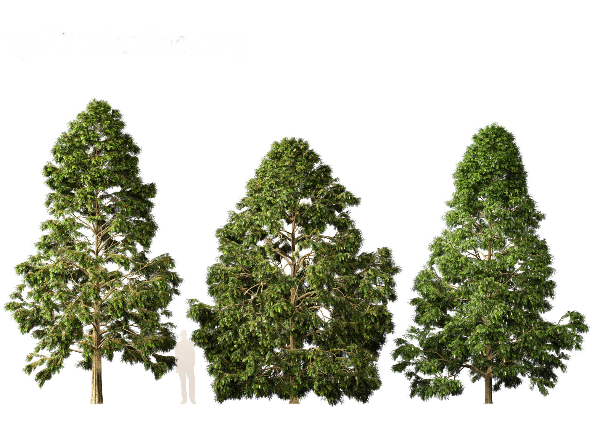 Metasequoia glyptostroboides - Dawn redwood 02 3D model_5