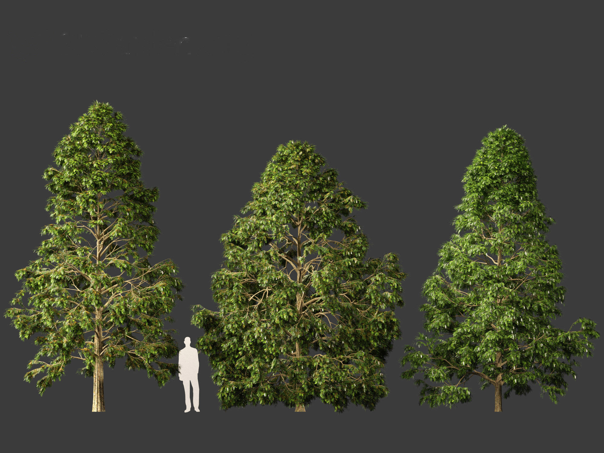Metasequoia glyptostroboides - Dawn redwood 02 3D model_1