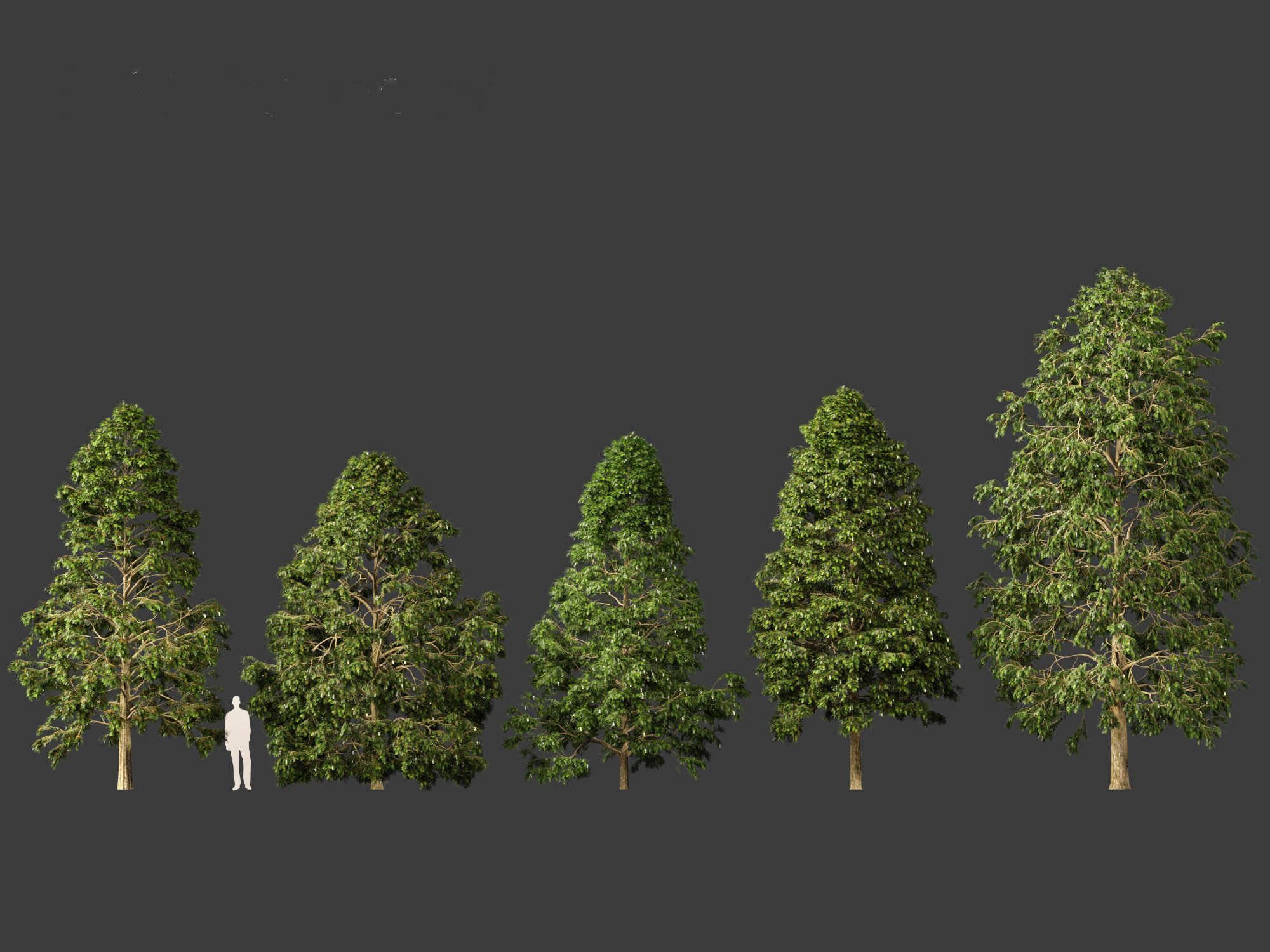 Metasequoia glyptostroboides - Dawn redwood 02 3D model_2
