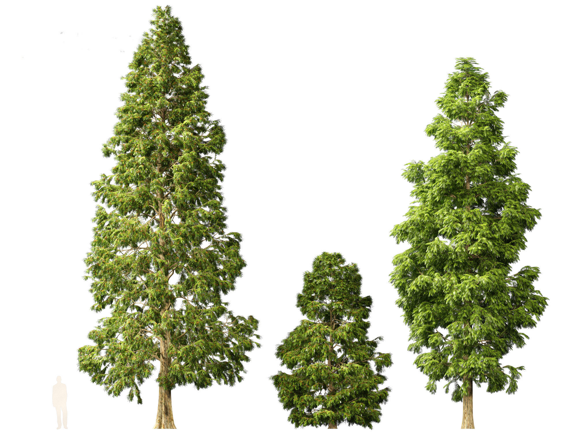 Metasequoia glyptostroboides - Dawn redwood 03 3D model_4