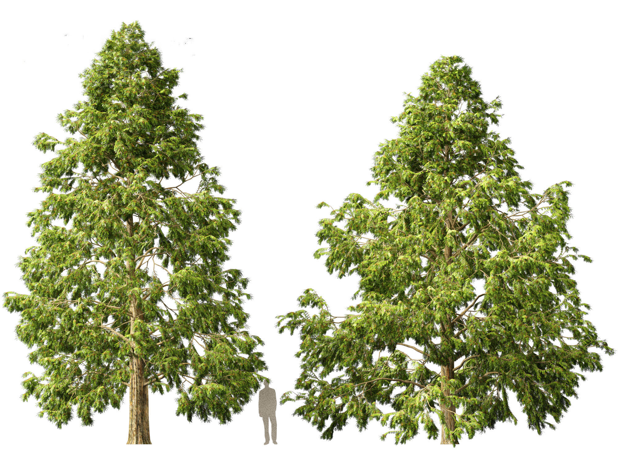 Metasequoia glyptostroboides - Dawn redwood 03 3D model_2