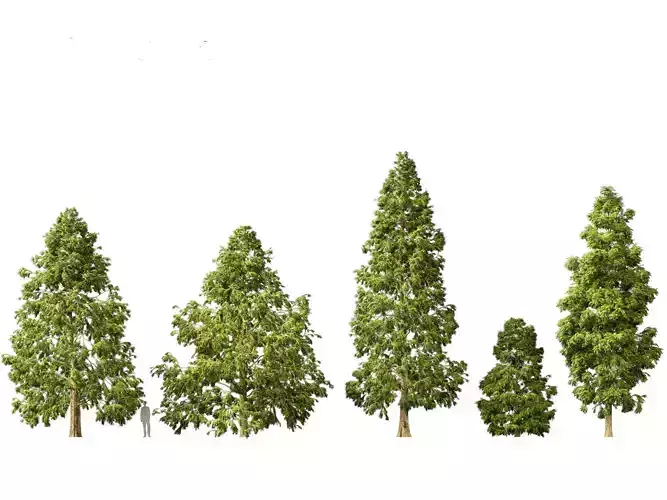 Metasequoia glyptostroboides - Dawn redwood 03 3D model