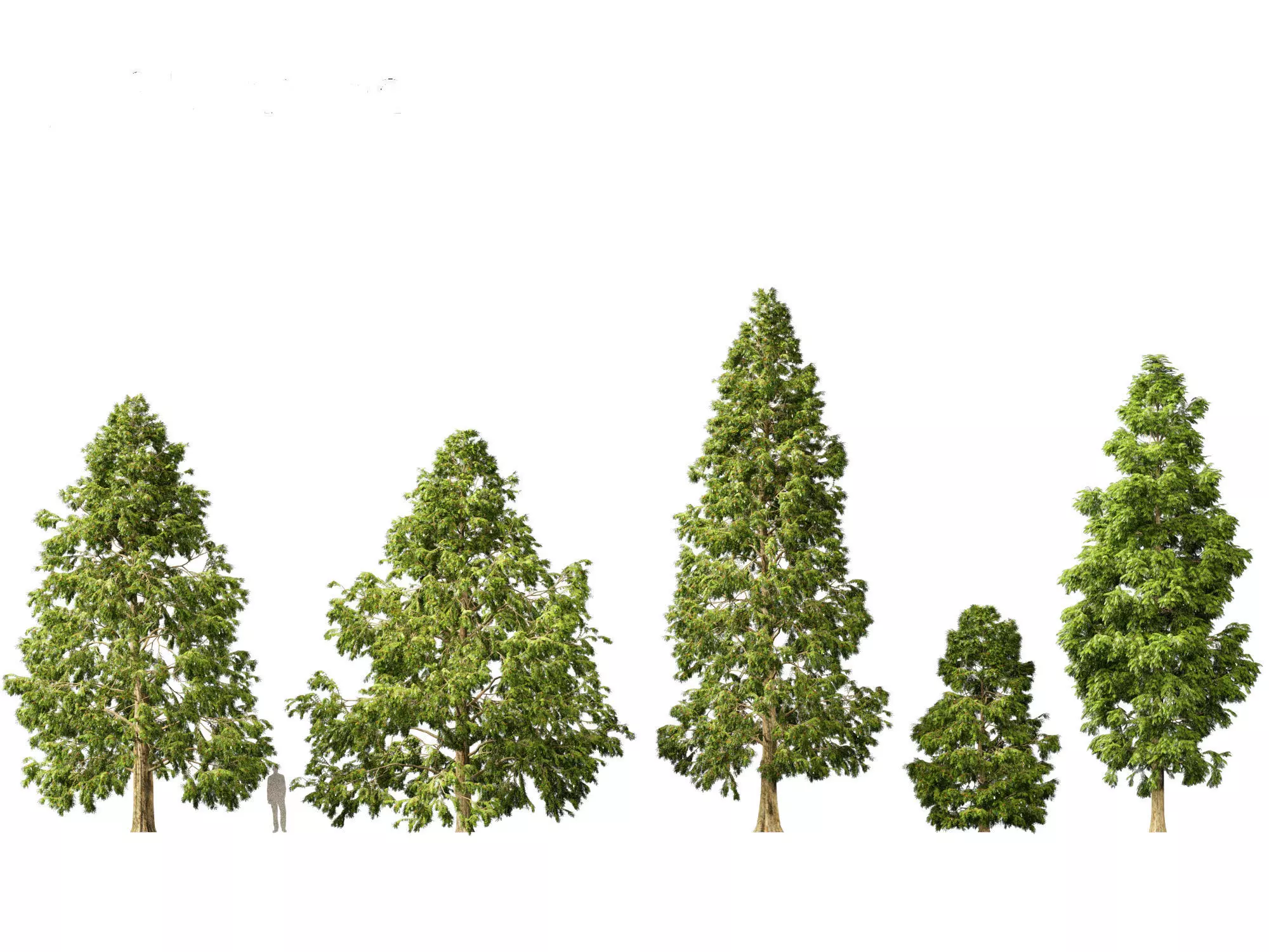 Metasequoia glyptostroboides - Dawn redwood 03 3D model_0