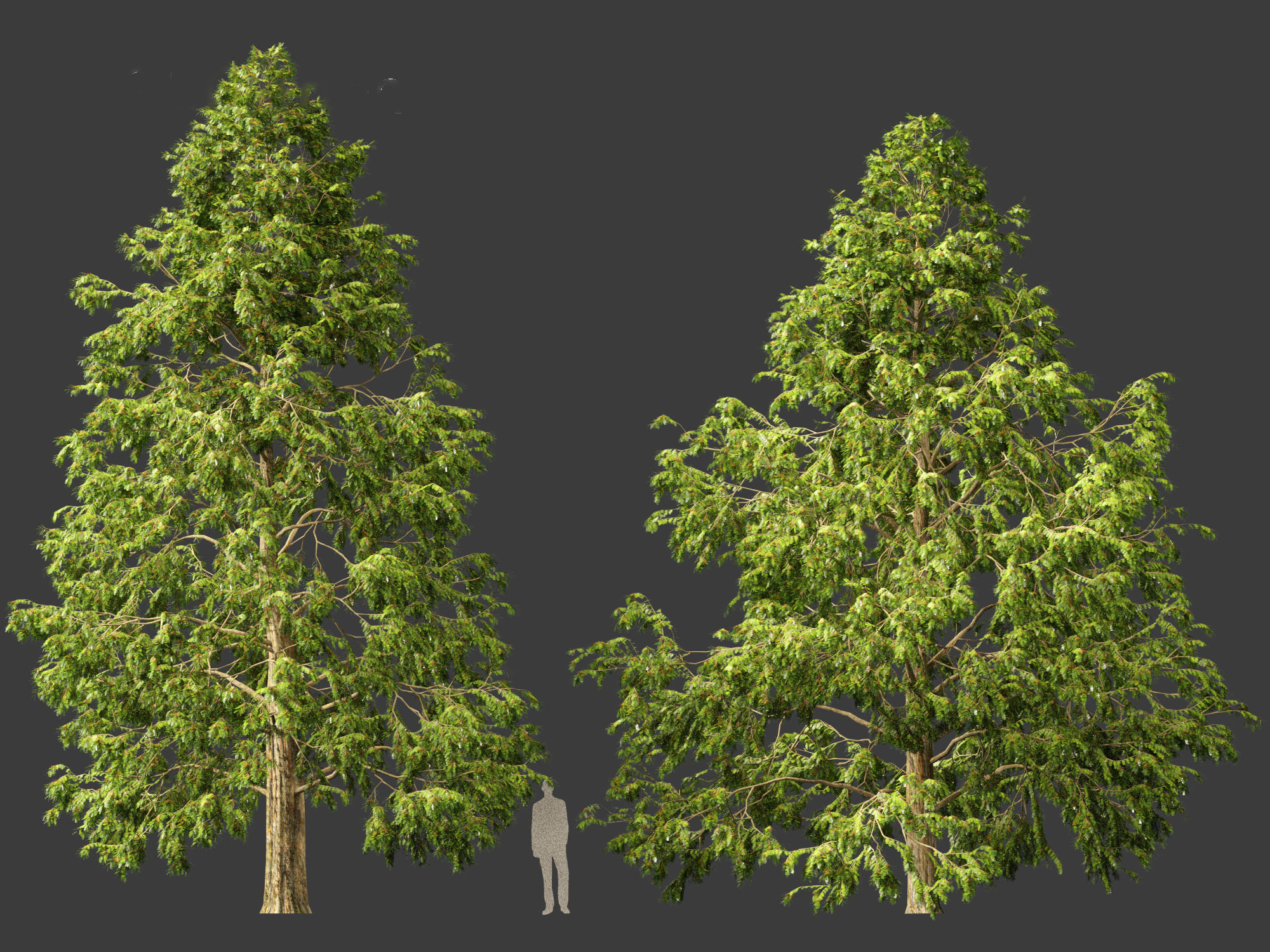 Metasequoia glyptostroboides - Dawn redwood 03 3D model_3