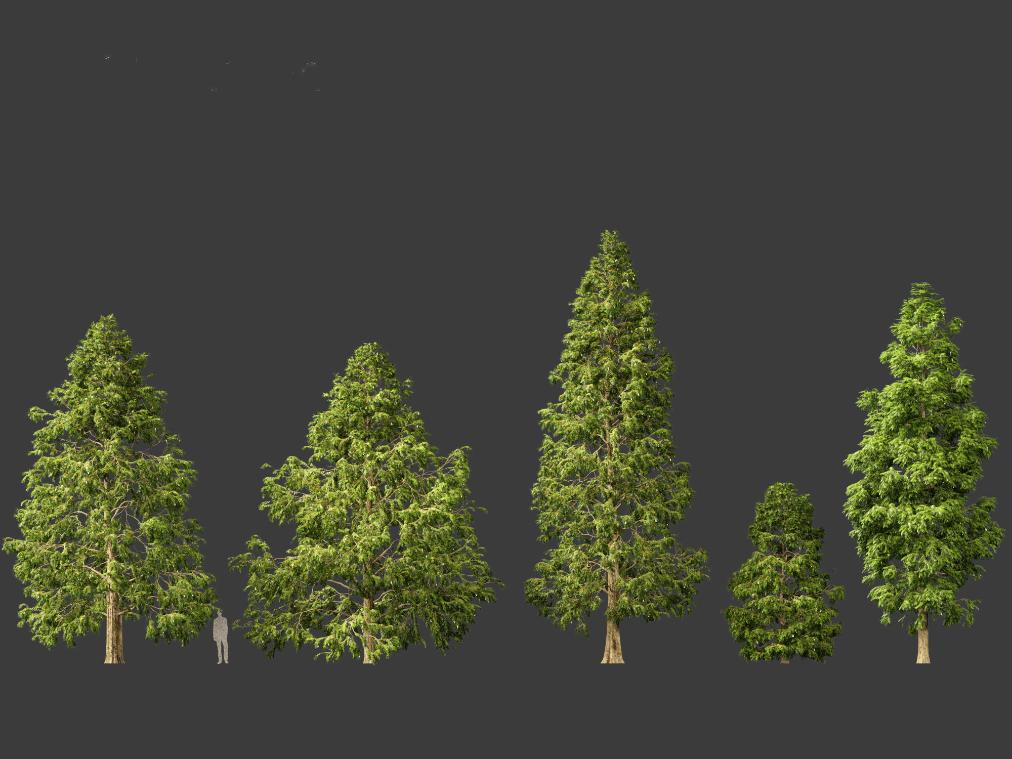 Metasequoia glyptostroboides - Dawn redwood 03 3D model_1
