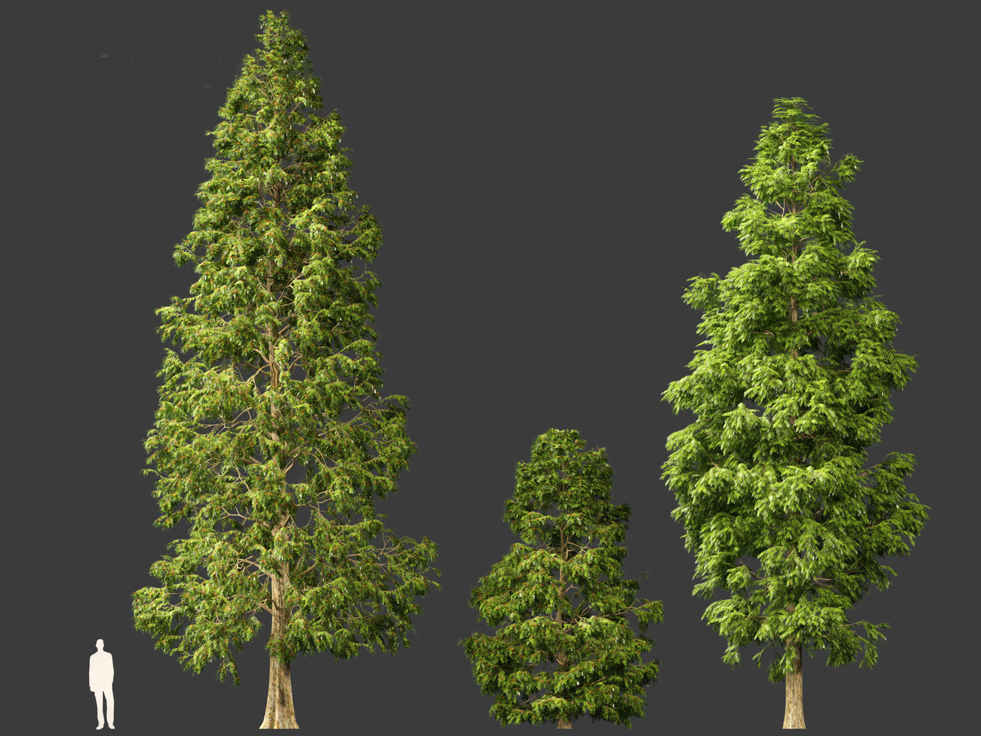 Metasequoia glyptostroboides - Dawn redwood 03 3D model_5
