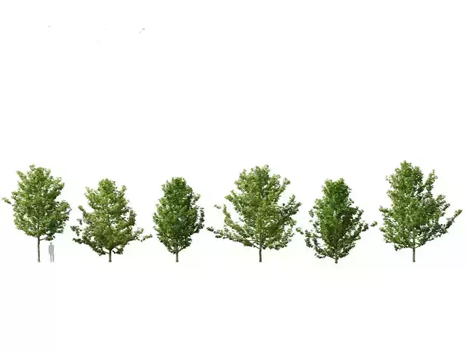 Platanus acerifolia - London plane 02