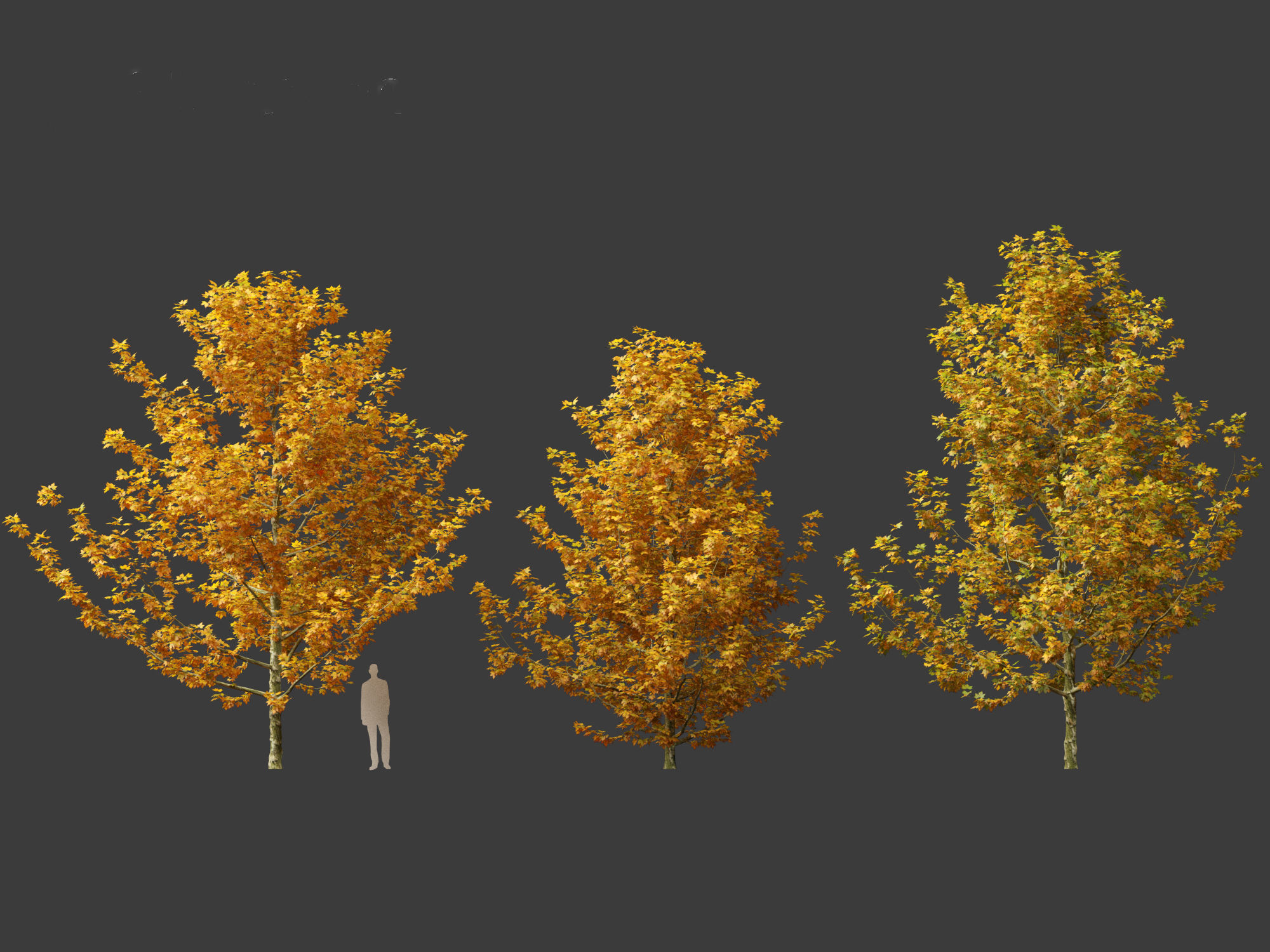 Platanus acerifolia - London plane 03 3D model_5