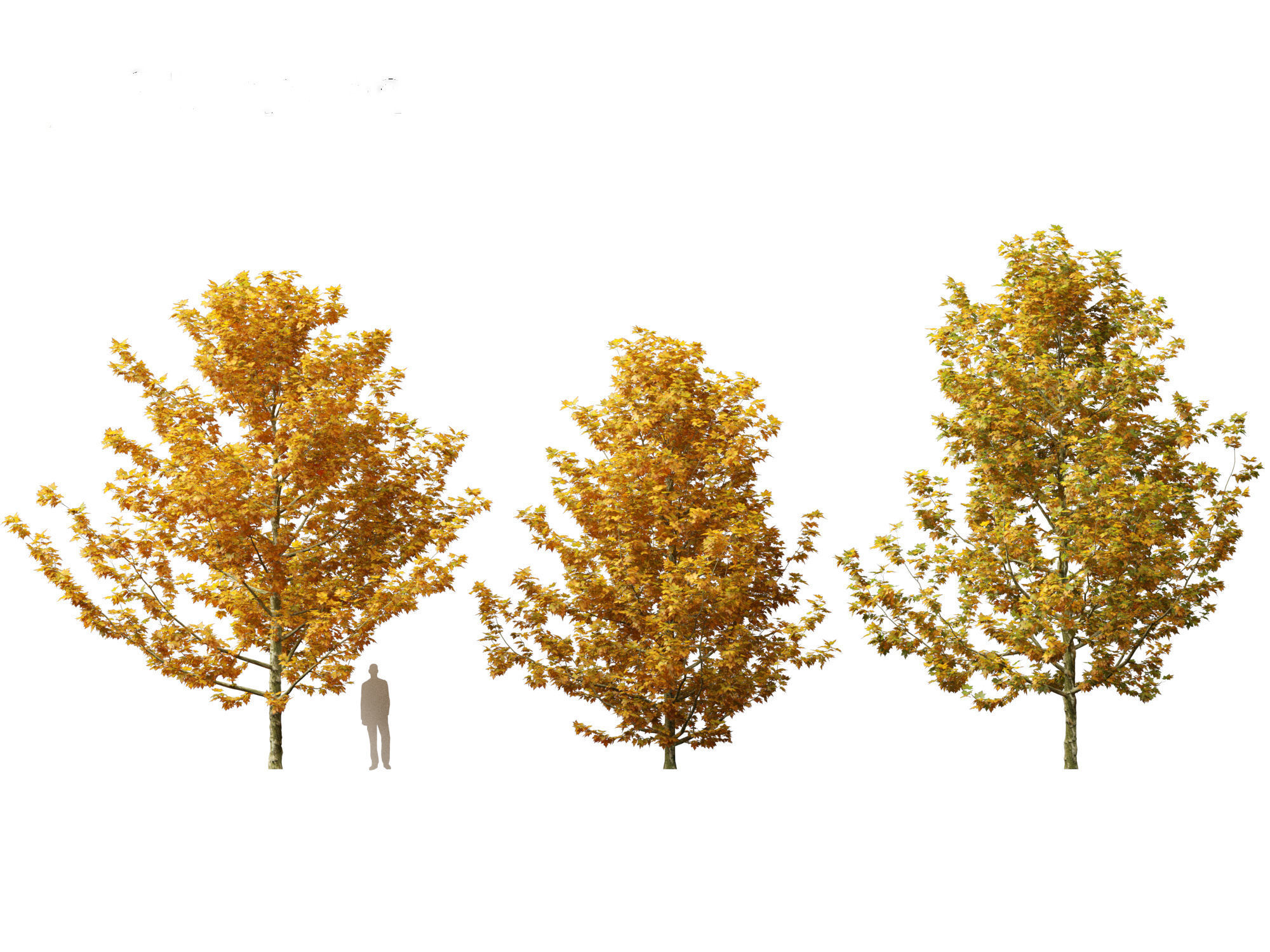 Platanus acerifolia - London plane 03 3D model_4