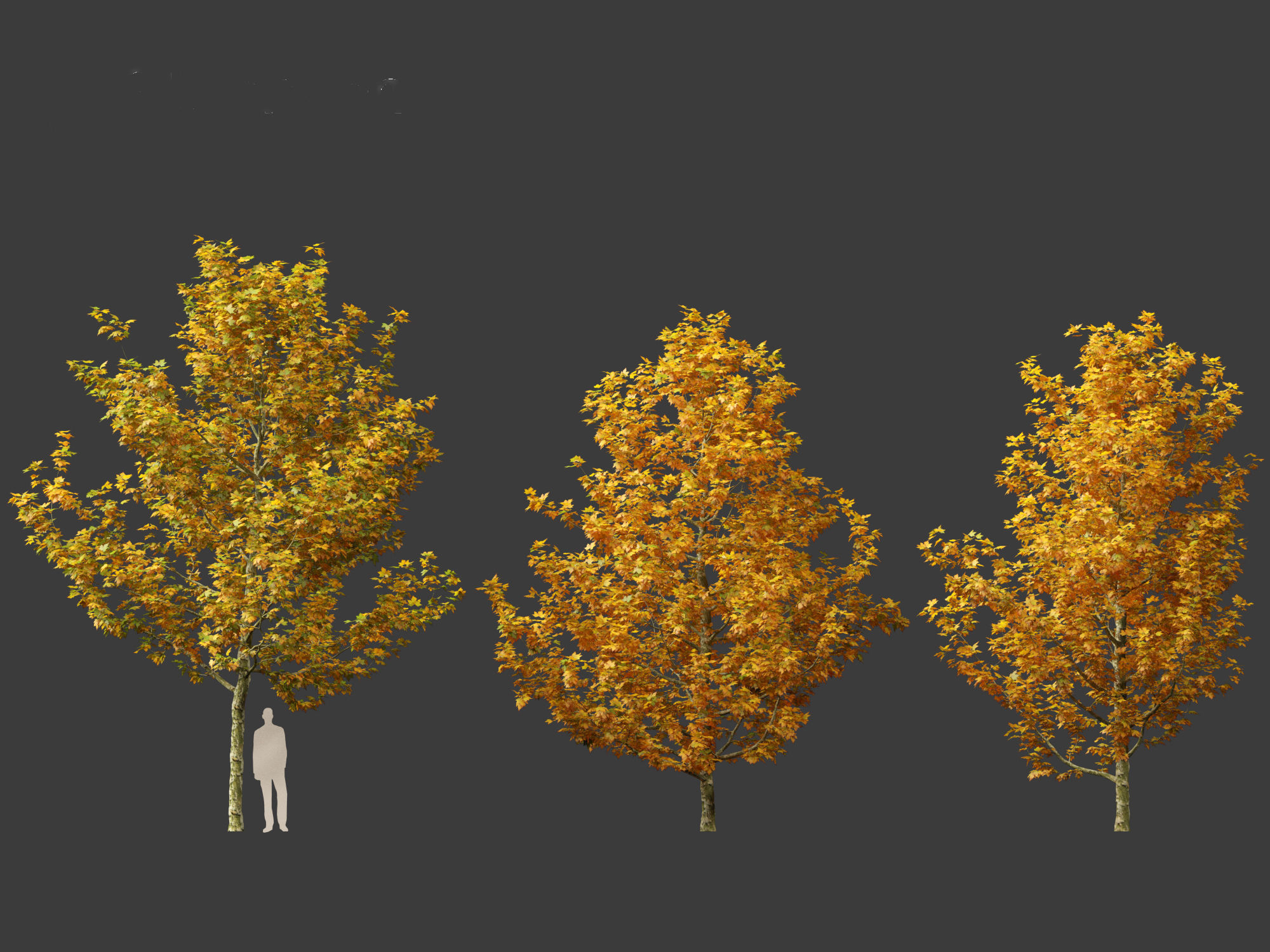 Platanus acerifolia - London plane 03 3D model_3
