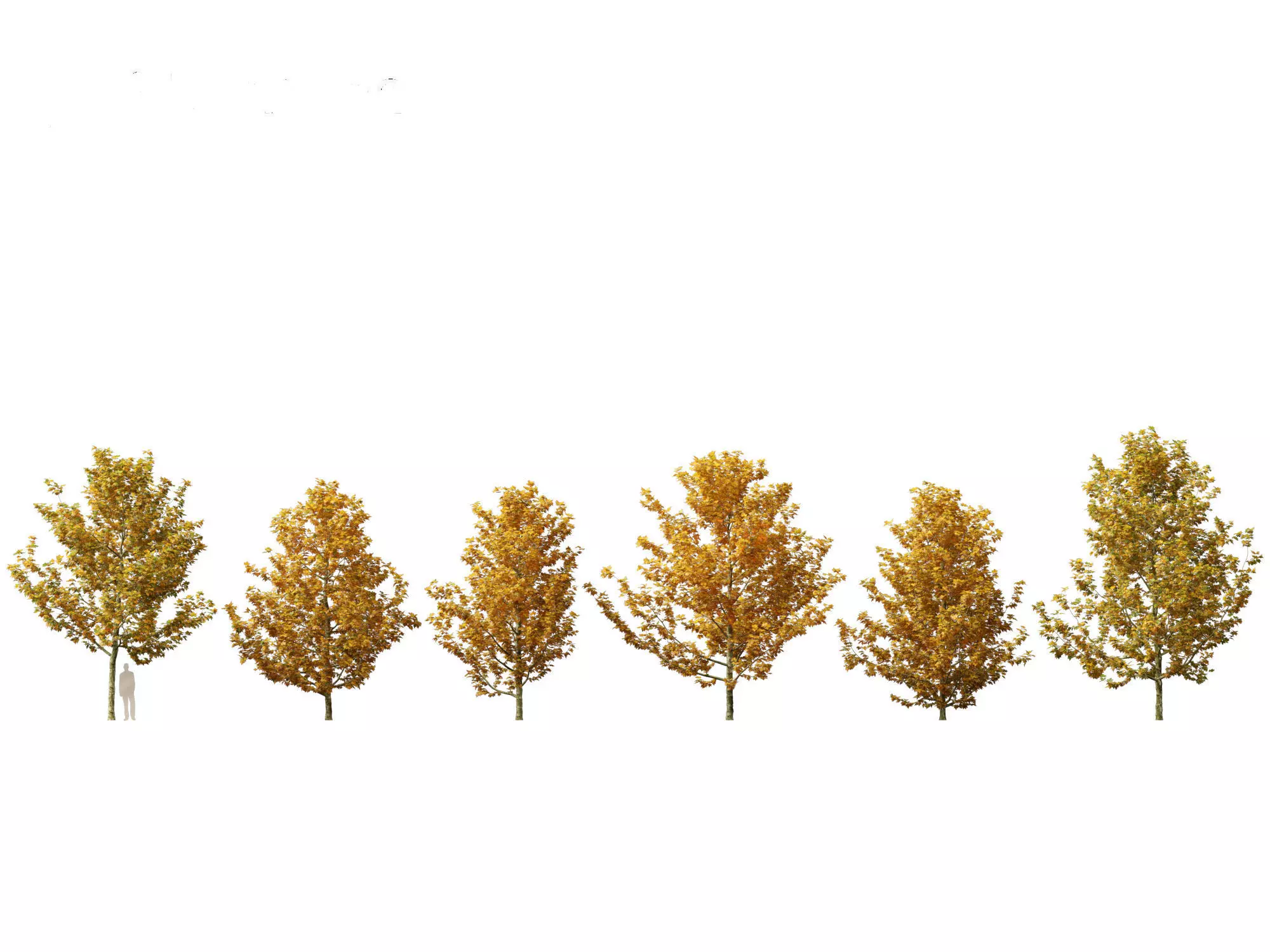 Platanus acerifolia - London plane 03 3D model_0