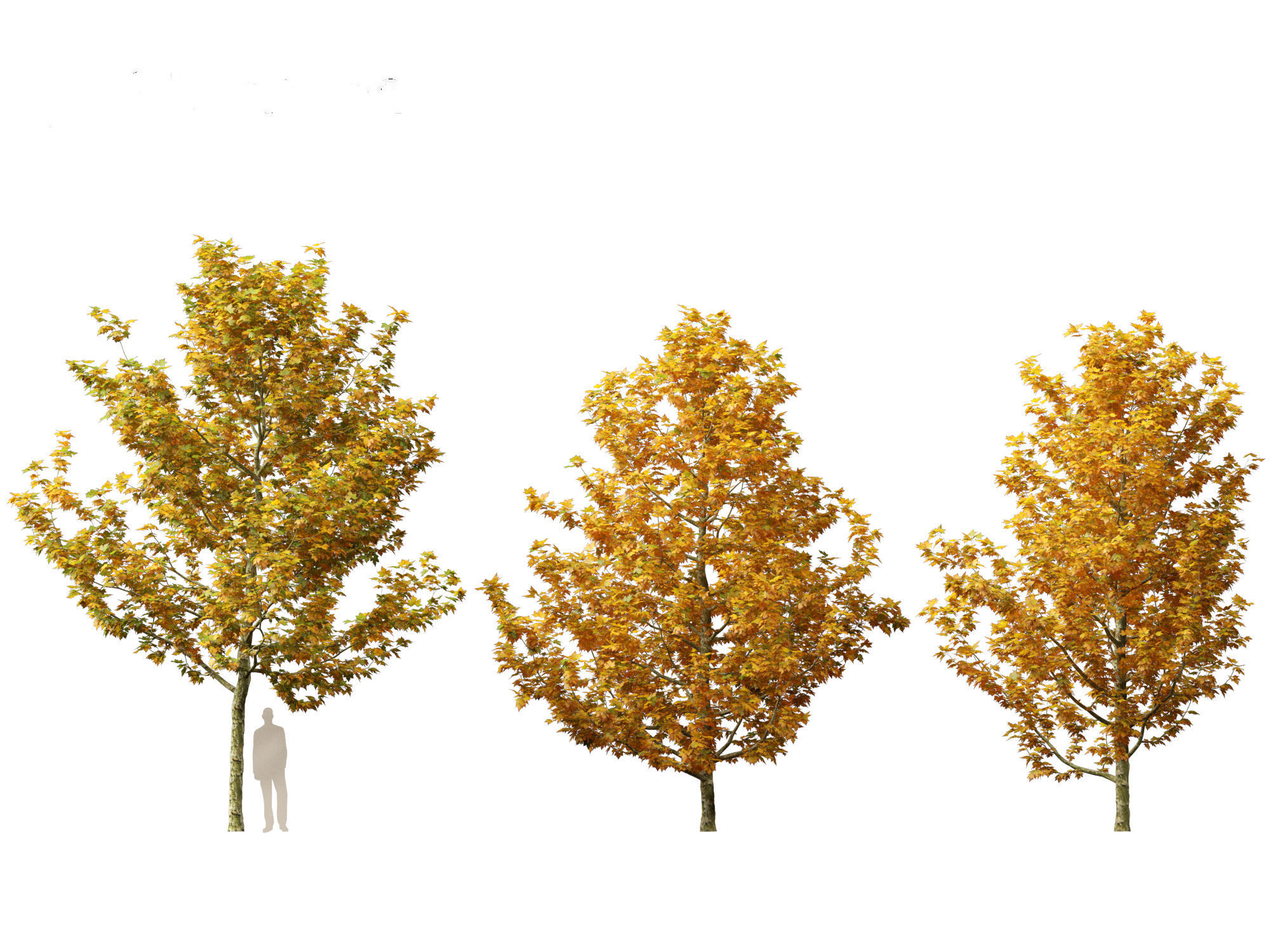 Platanus acerifolia - London plane 03 3D model_2
