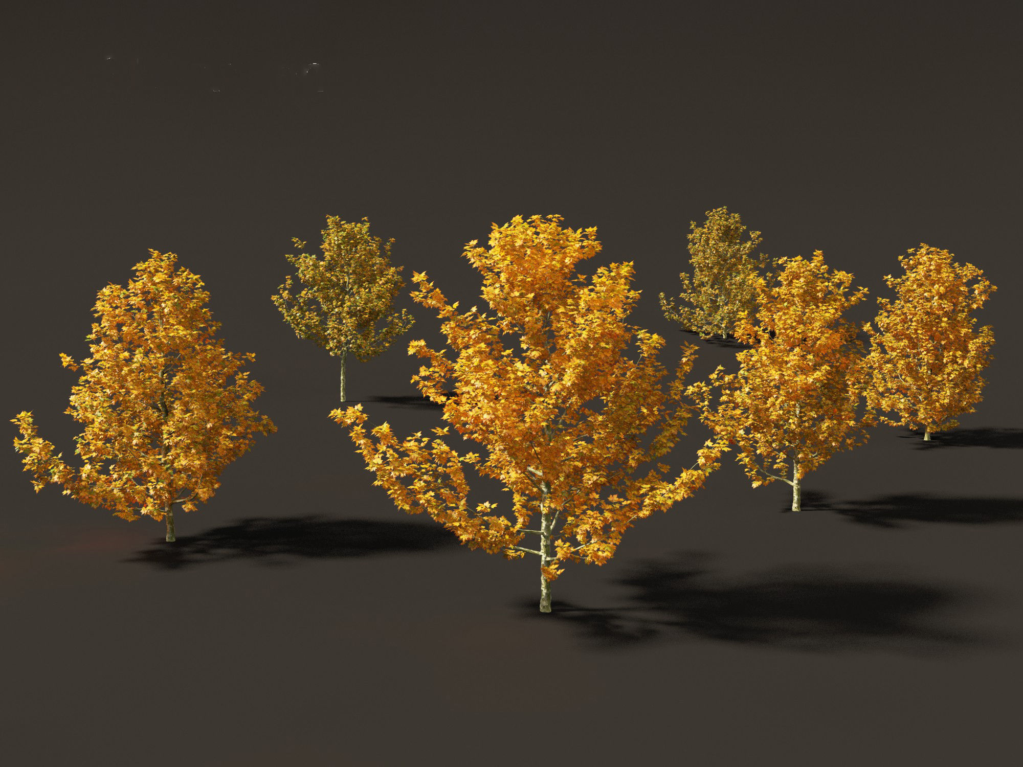 Platanus acerifolia - London plane 03 3D model_6