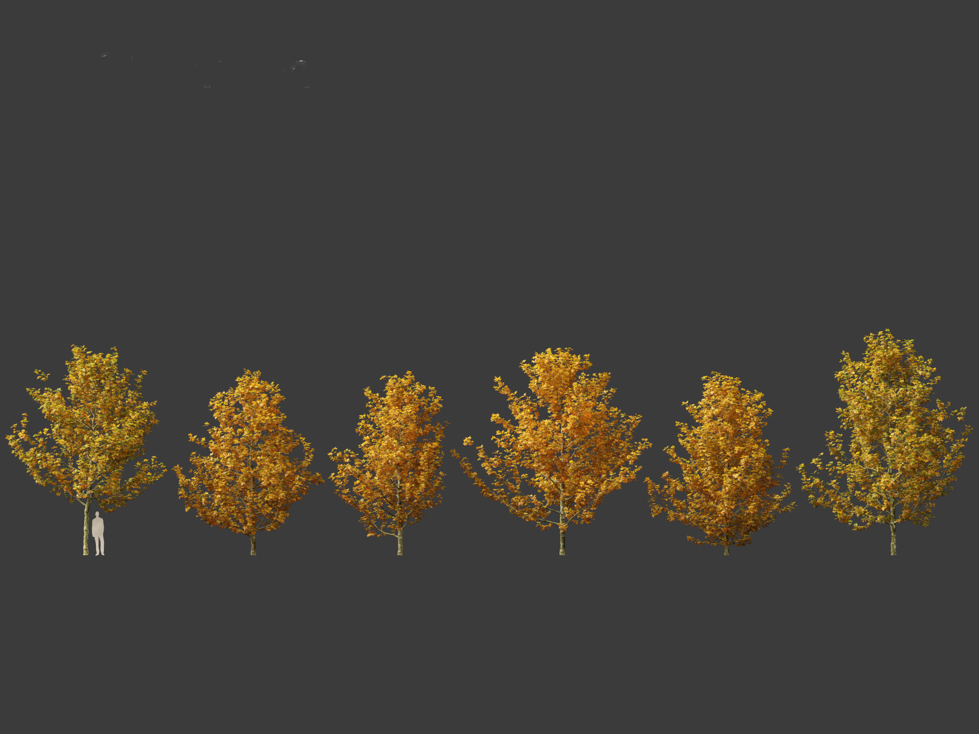 Platanus acerifolia - London plane 03 3D model_1