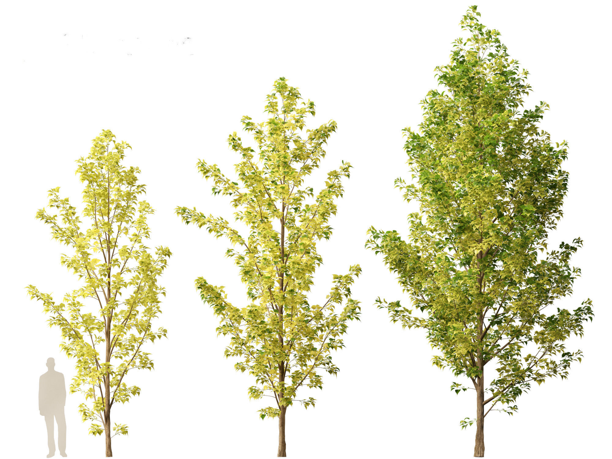Populus canadensis - Canadian Poplar 02 3D model_2