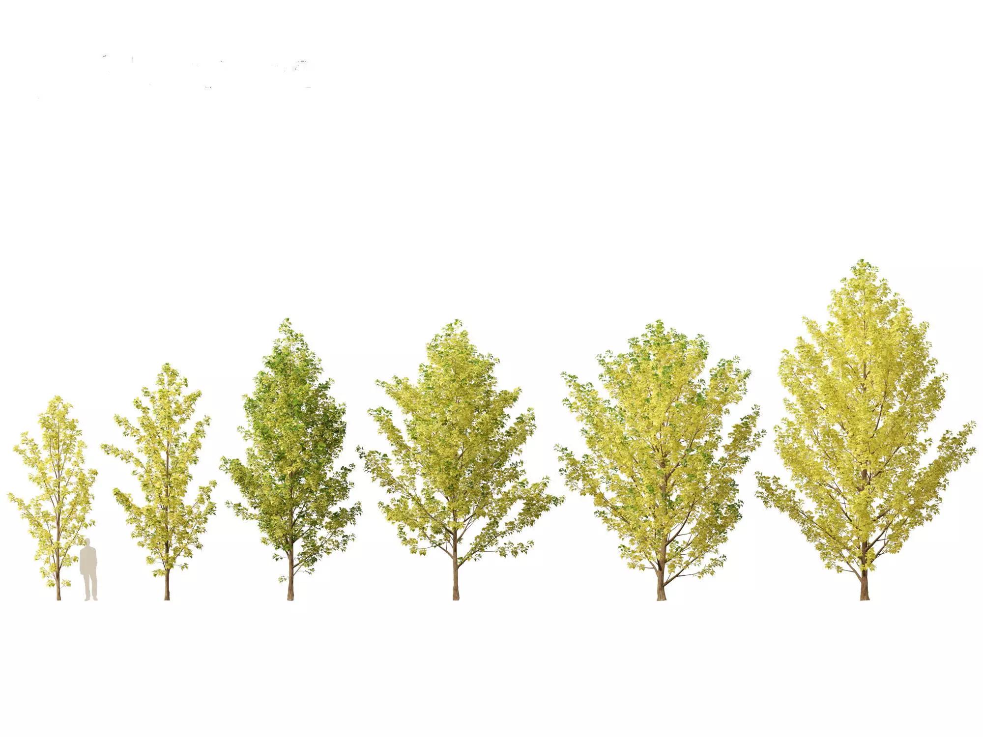 Populus canadensis - Canadian Poplar 02 3D model_0