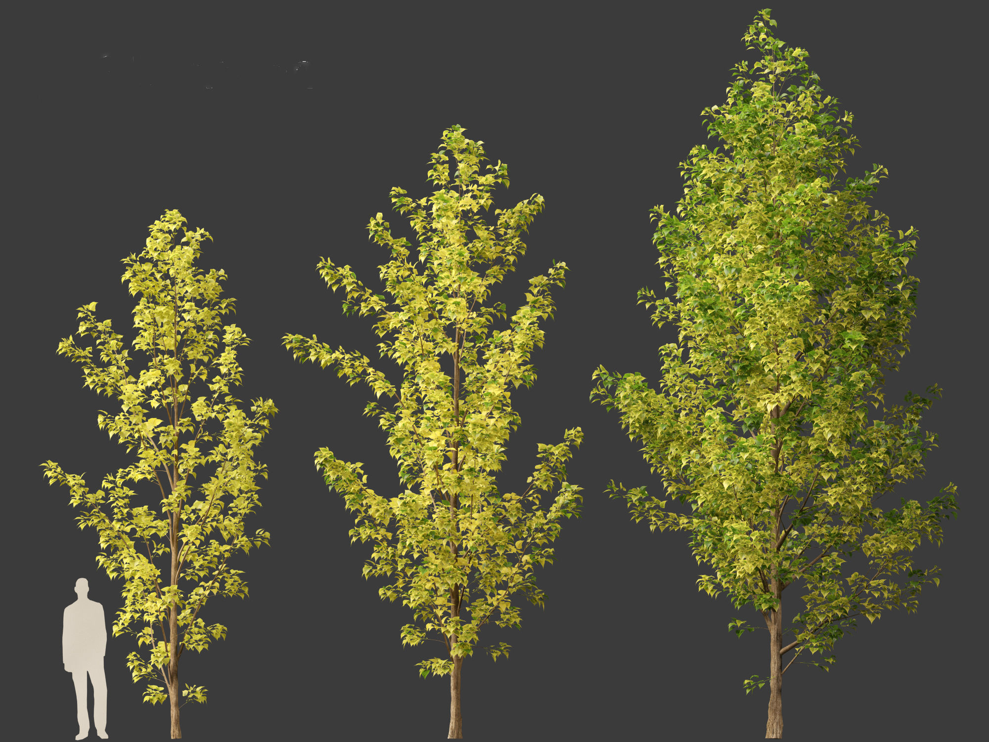 Populus canadensis - Canadian Poplar 02 3D model_3