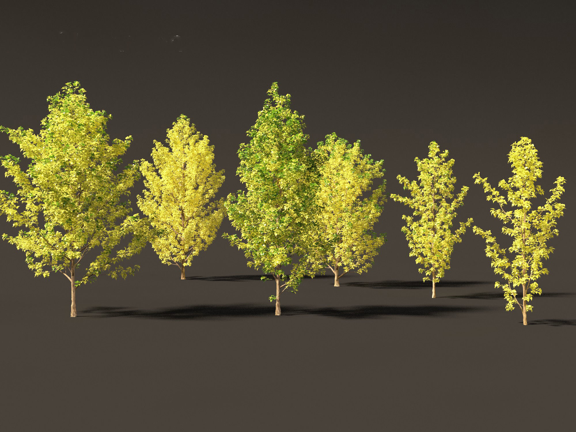 Populus canadensis - Canadian Poplar 02 3D model_6
