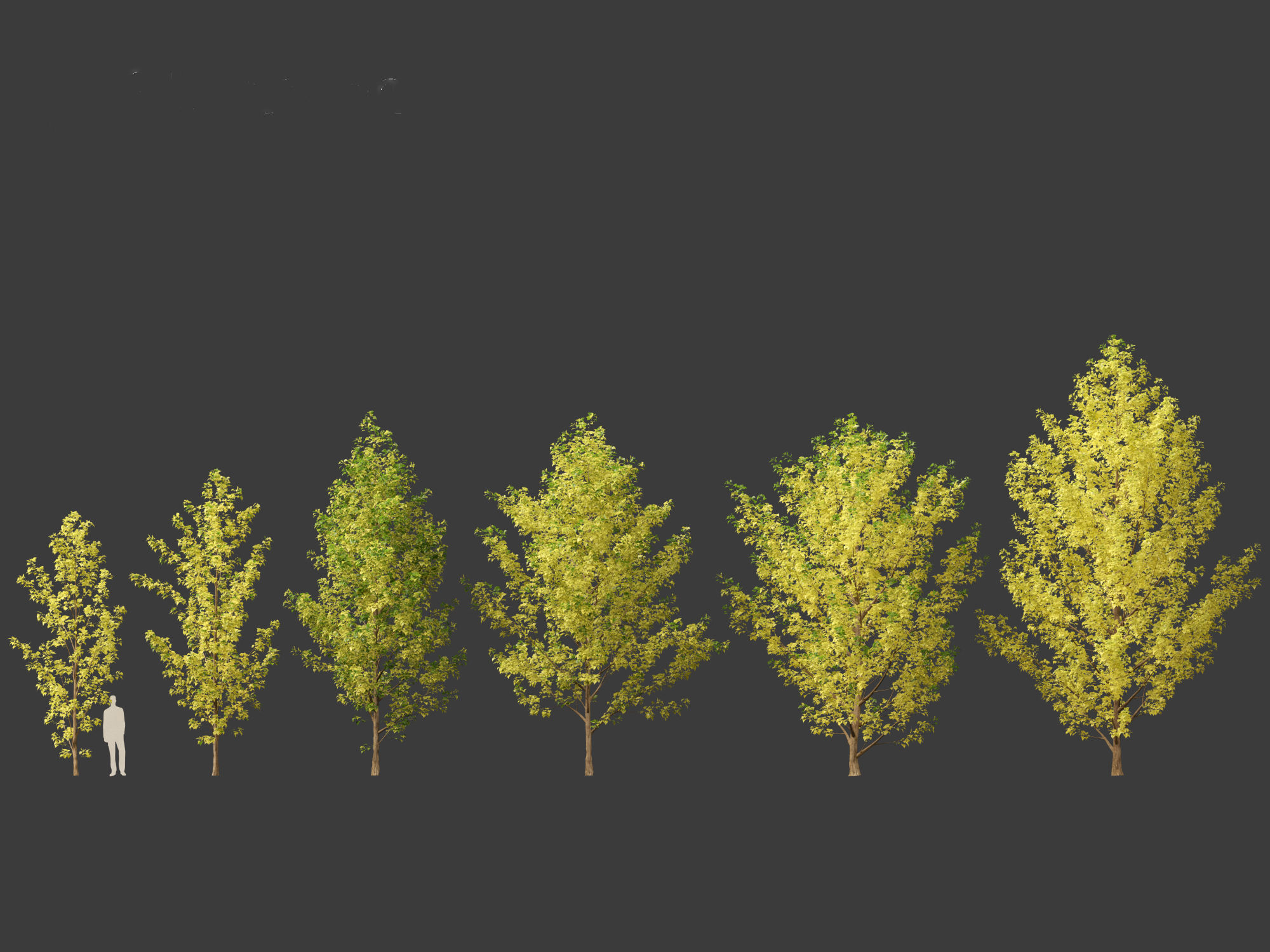 Populus canadensis - Canadian Poplar 02 3D model_1