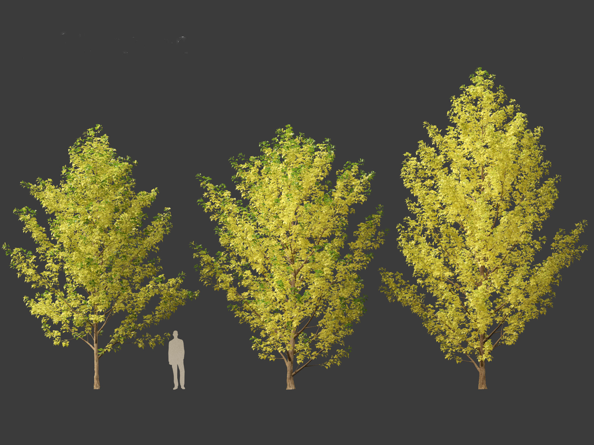 Populus canadensis - Canadian Poplar 02 3D model_5