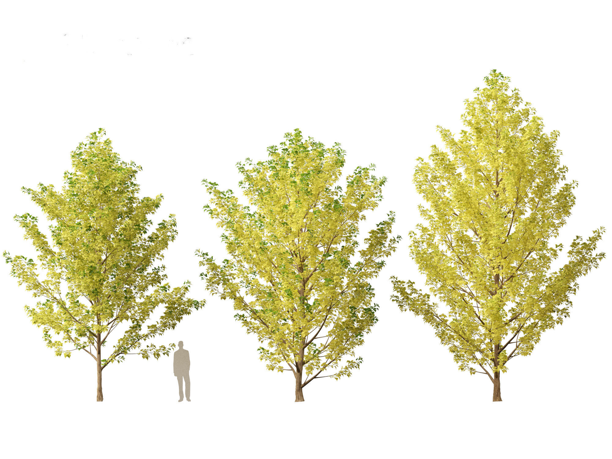 Populus canadensis - Canadian Poplar 02 3D model_4