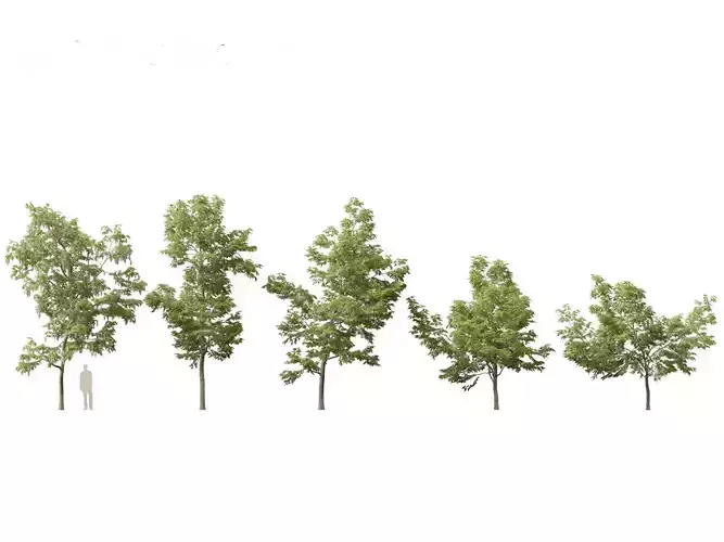 Robinia pseudoacacia - Black locust 01 3D model