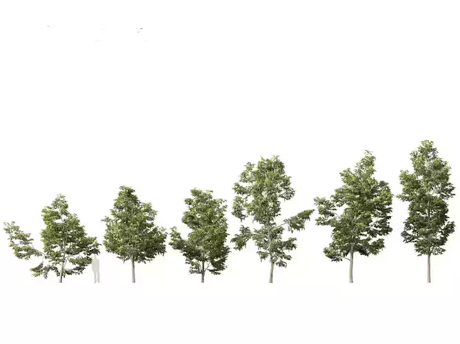 Robinia pseudoacacia - Black locust 02