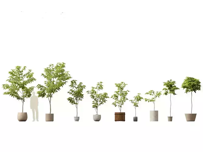 Robinia pseudoacacia - Black locust 04 3D model