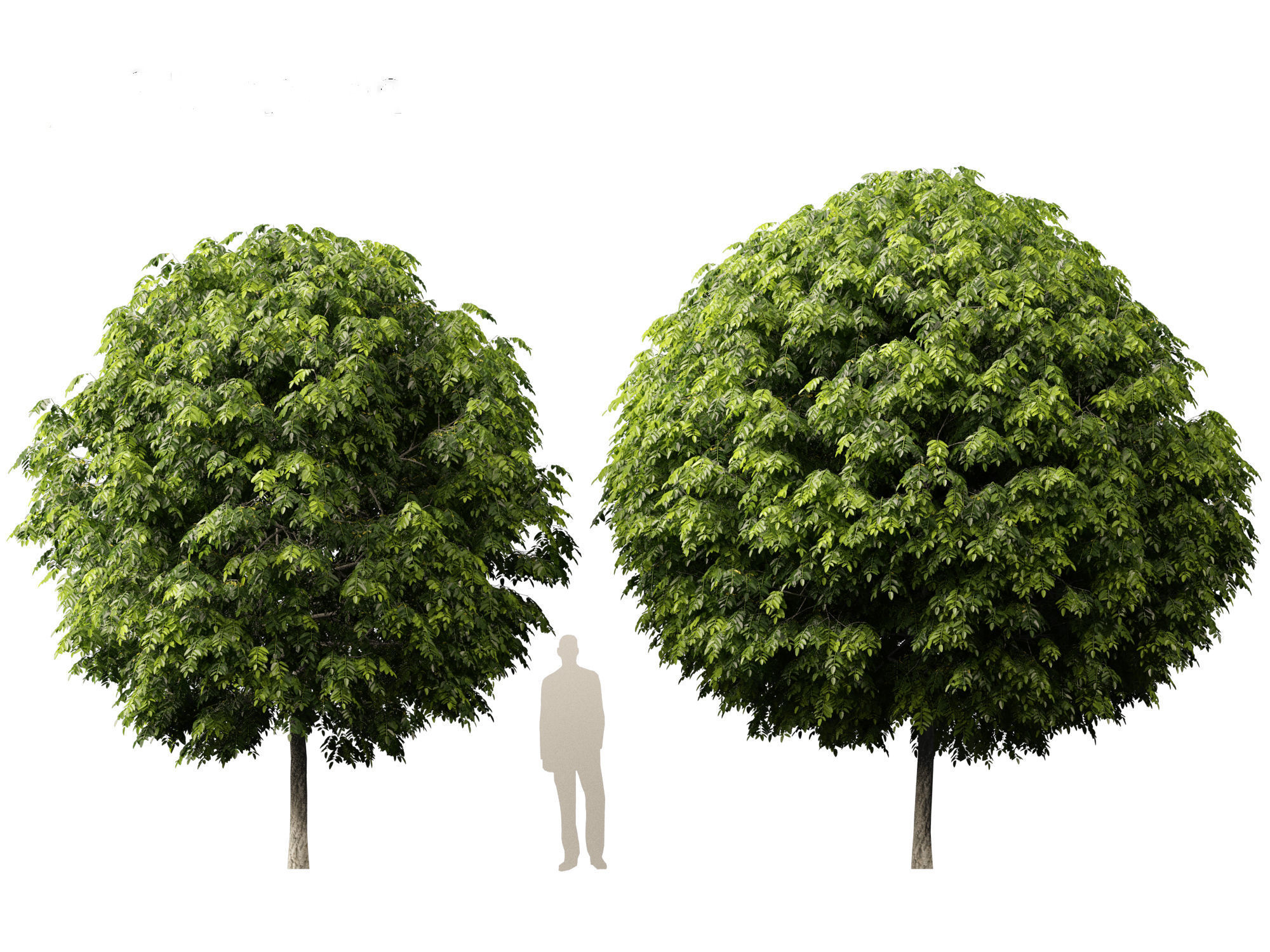 Robinia pseudoacacia - Black locust 05 3D model_4